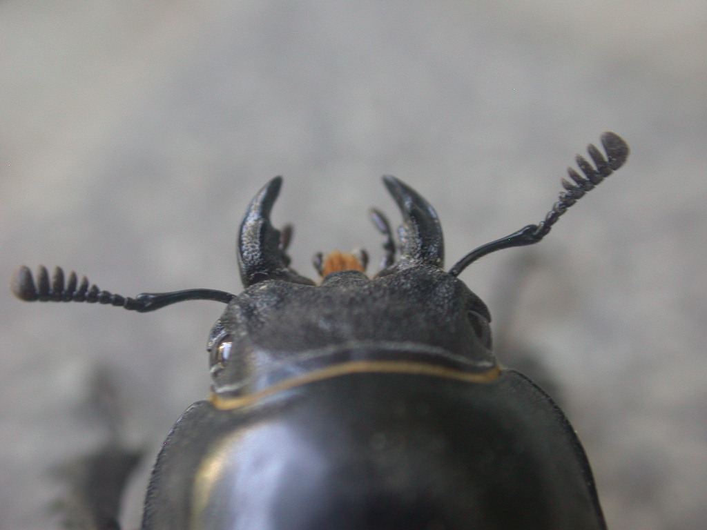 Sarebbe morto...? Lucanus tetraodon